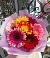 Букет цветов из: Герберы в Алачково